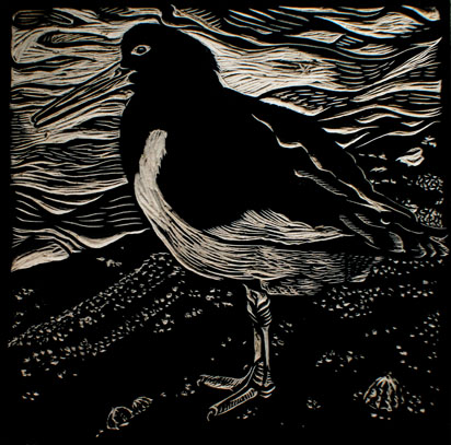 woodcut oystercatcher